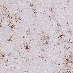 LRRN3/NLRR-3 Antibody, Novus Biologicals 25 &mu;L, Unlabeled:Antibodies,